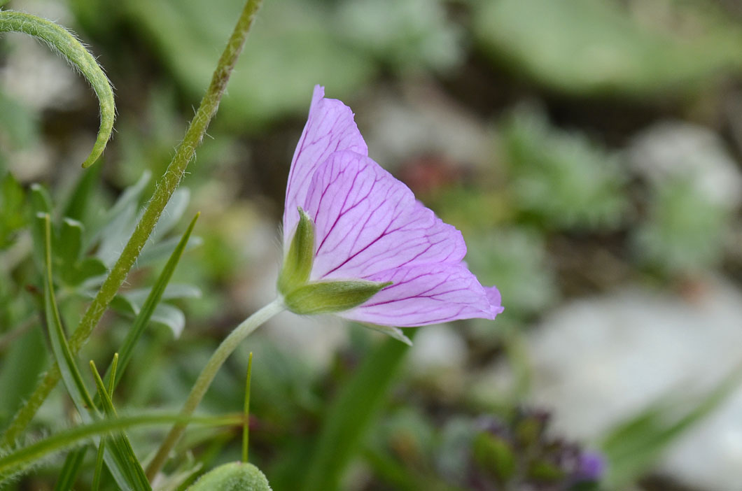 Geranium argenteum / Geranio argentino